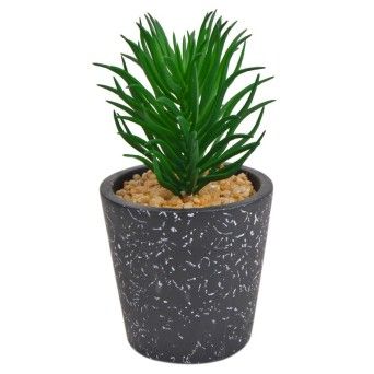 PLANTA C/VASO 2437-002