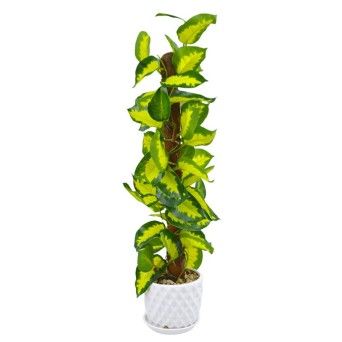 VASO ARTIFICIAL 10266