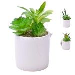 PLANTA C/VASO 8X8CM 2884-009 CX96