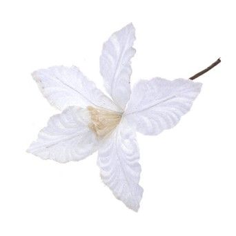 FLOR NATAL 306127462 LUNA