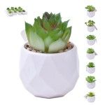 PLANTA C/VASO 6X4,5CM 2884-007 CX192 PLANTA C/VASO 6X4,5CM 2884-007 CX192