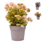 PLANTA C/ VASO 2440-017 CX 144