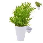 VASO BRANCO FOLHAS LARGAS 2 MOD VASO BRANCO FOLHAS LARGAS 2 MOD