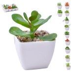 PLANTA C/VASO 6X6X5CM 2884-007-02 CX192 PLANTA C/VASO 6X6X5CM 2884-007-02 CX192