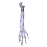 MAO ESQUELETO HALLOWEEN 2728-001 CX240