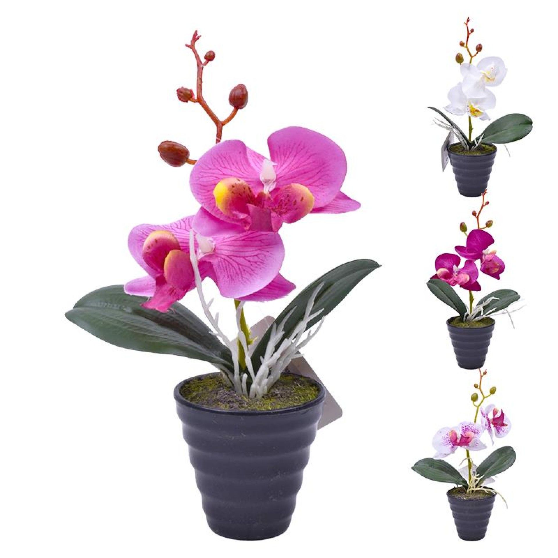 PLANTA C/ VASO 2647-101 CX144 PLANTA C/ VASO 2647-101 CX144