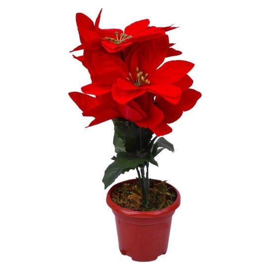 FLOR NATAL C/VASO1283-887 CX72