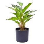 VASO PLAST C/ PLANTA 38X12,5 2438-200 VASO PLAST C/ PLANTA 38X12,5 2438-200