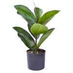 VASO PLAST C/ PLANTA 40X12,5 2438-201 VASO PLAST C/ PLANTA 40X12,5 2438-201