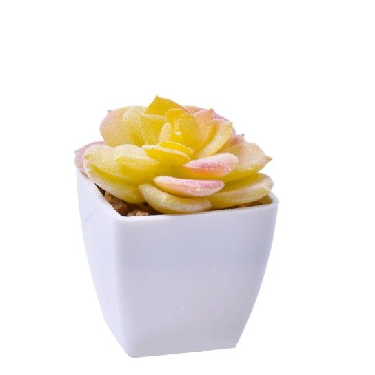 VASO C/ CACTO 207-116-01 CX144