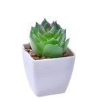 VASO C/ CACTO 207-116-01 CX144
