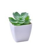 VASO C/ CACTO 207-116-01 CX144