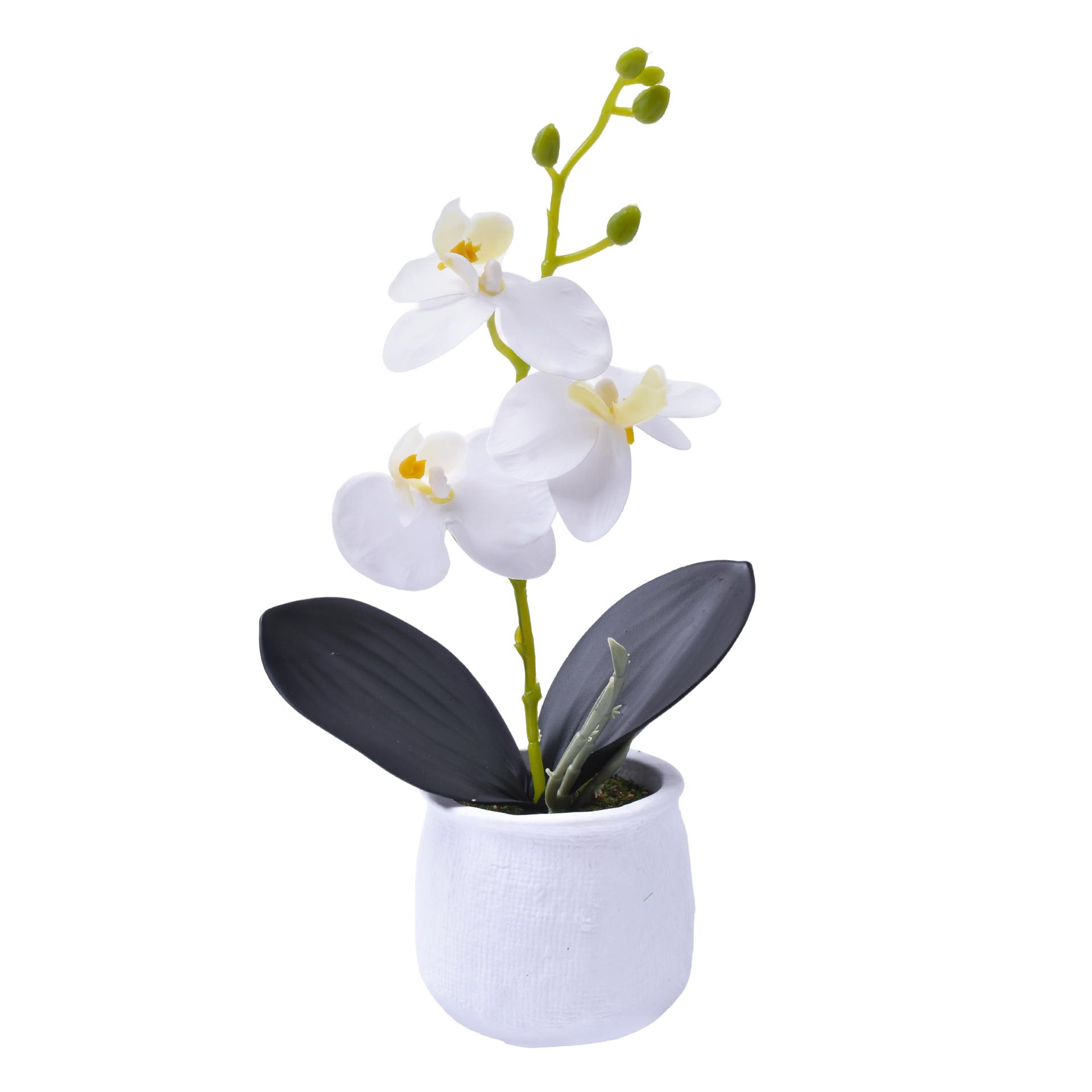 VASO CIMENTO C/ PLANTA 207-119 CX72 VASO CIMENTO C/ PLANTA 207-119 CX72