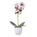 VASO C/FLOR 8X32 2439-030 CX48 VASO C/FLOR 8X32 2439-030 CX48